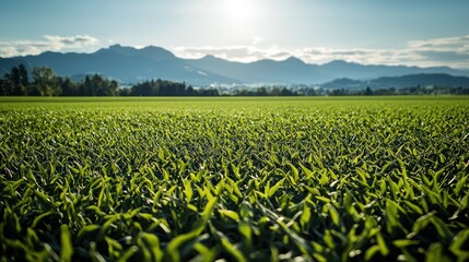 Lush green field under sunny sky with distant mountains.