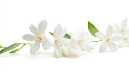 A detailed shot of delicate white cherry blossoms with their graceful petals, isolated white background, minimalistic art style