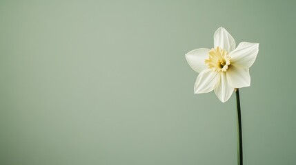 Obraz premium A pure white daffodil against a muted olive green background, close-up shot, Minimalist style