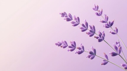 A serene lavender sprig with delicate purple blooms and slender, aromatic leaves, set against a soft lilac backdrop that evokes a peaceful garden