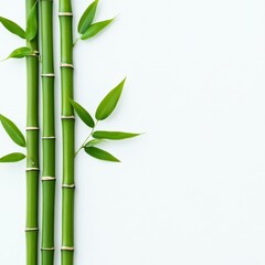 Naklejka premium Bamboo stalks in Asian style, zen garden, white background