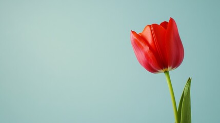 Fototapeta premium A single bright red tulip against a soft gray-blue background, side view shot, Minimalist style