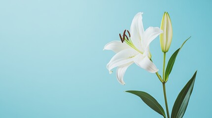 A single elegant white lily against a serene sky blue background, close-up shot, Minimalist style