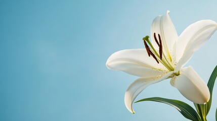 Fototapeta premium A single elegant white lily against a serene sky blue background, close-up shot, Minimalist style