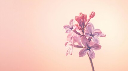 Fototapeta premium A single lilac flower against a gentle peach background, close-up shot, Minimalist style