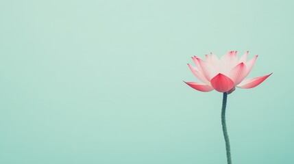 Fototapeta premium A single pink lotus flower against a soft mint green background, close-up shot, Peaceful style
