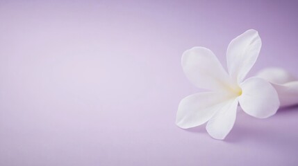Naklejka premium A single pure white jasmine blossom in a light lavender backdrop, close-up shot, Serene style