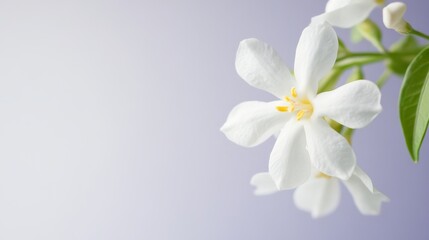 A single pure white jasmine blossom in a light lavender backdrop, close-up shot, Serene style