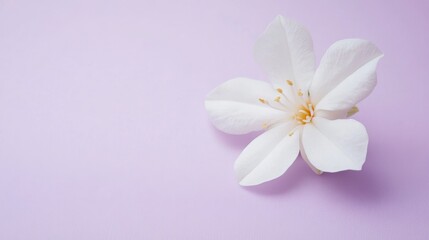 A single pure white jasmine blossom in a light lavender backdrop, close-up shot, Serene style