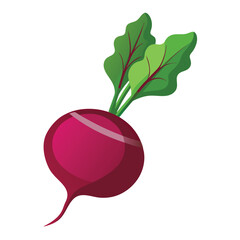 Beetroot Vector Illustration Isolated on White Background