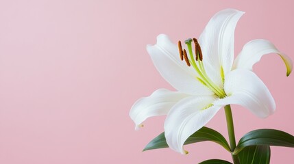 Obraz premium A single pure white lily against a soft pastel pink background, close-up shot, Minimalist style