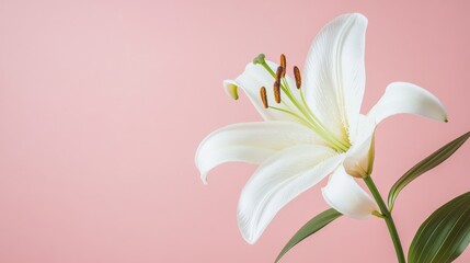 Obraz premium A single pure white lily against a soft pastel pink background, close-up shot, Minimalist style