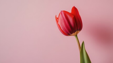 Fototapeta premium A single red tulip against a soft pastel pink background, side view shot, Romantic style