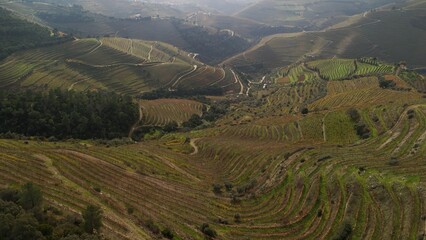 Aerial view of Vineyards in Douro valley - a unesco world heritage site in Portugal on a day with cloudy sky.
