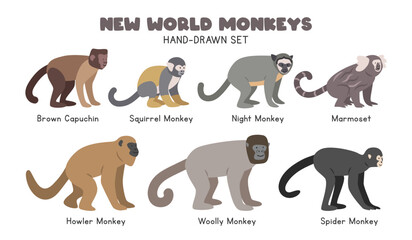 New World monkeys cartoon clipart set. tufted capuchin, squirrel monkey, night monkey, marmoset, brown howler, woolly, spider monkey vector illustrations in flat style. Hand-drawn wild animals concept © Vinh
