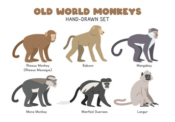 Old World monkeys cartoon clipart set. Rhesus macaque, baboon, mangabey, mona monkey, colobus monkey, langur vector illustrations in flat style. Hand-drawn wild animals concept