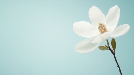 A single white magnolia against a pale blue background, side view shot, Elegant style