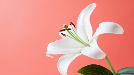 Obraz premium A single white lily against a soft coral background, angled shot, Delicate style