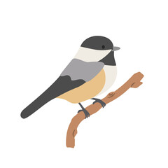 Black-capped chickadee cartoon clipart. Carolina chickadee vector illustration in flat style. Hand-drawn wild animal concept © Vinh