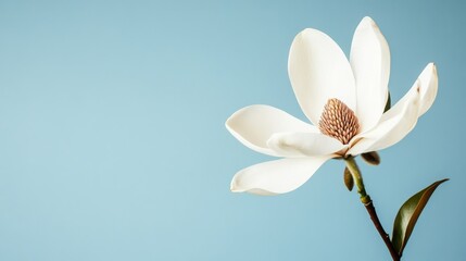 A single white magnolia against a pale blue background, side view shot, Elegant style