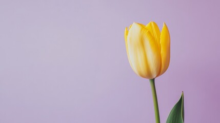 A single yellow tulip against a muted lavender backdrop, side view shot, Contemporary style