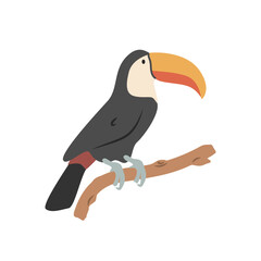 Toco toucan cartoon clipart. Toucan vector illustration in flat style. Hand-drawn wild animal concept © Vinh