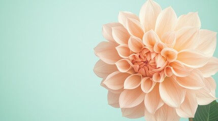 A soft peach dahlia against a pale turquoise background, close-up shot, Minimalist style