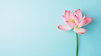 Fototapeta premium A solitary pink lotus flower in a serene light blue background, overhead shot, Peaceful style