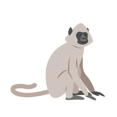 Gray langur cartoon clipart. Sacred langur or white-handed langur vector illustration in flat style. Old World monkey. Hand-drawn wild animal concept