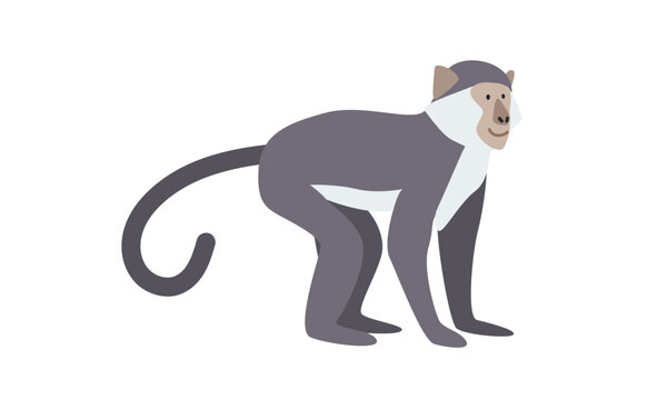 Sooty mangabey cartoon clipart. Mangabey vector illustration in flat style. Old World monkey. Hand-drawn wild animal concept
