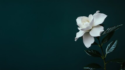 Obraz premium A solitary white gardenia against a dark green backdrop, side view shot, Elegant style