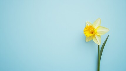 Obraz premium A solitary yellow daffodil in a pale blue backdrop, angled shot, Fresh style