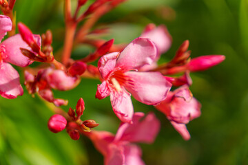 Discover the Beautiful Pink Oleander Blossoms that are now in Full Bloom and Flourish