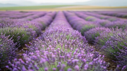 Obraz premium Field of Purple Flowers. Vibrant natural beauty concept