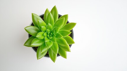Fototapeta premium Vibrant succulent plant arrangement indoor space top view greenery