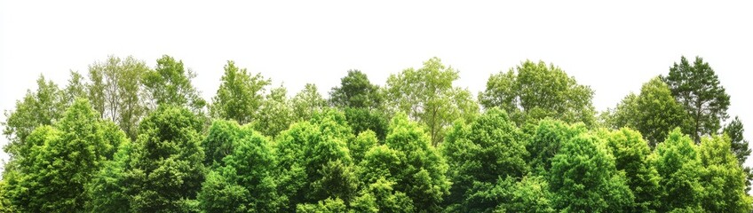 Lush green treetops isolated on white background.