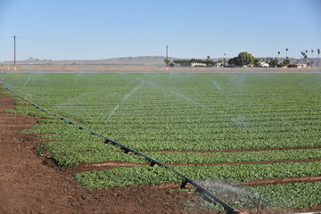 Yuma, AZ. U.S.A. 11/2024.  At the convergence of Arizona, California, Mexico and the Colorado River is Yuma, Arizona, the Winter Lettuce capital of North America. 