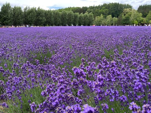 Lavender fields in Furano, Hokkaido, Japan