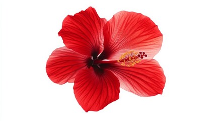 An intricate shot of a bright red hibiscus with smooth petals and a prominent stamen, isolated white background, minimalistic art style
