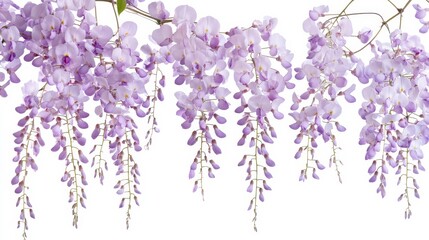 Obraz premium An intricate shot of a delicate purple wisteria bloom with cascading clusters of small flowers, isolated white background, minimalistic art style