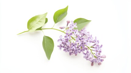 An intricate shot of a soft lavender lilac cluster with small, fragrant flowers and green leaves, isolated white background