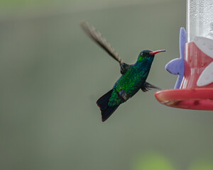 hummingbird in flight