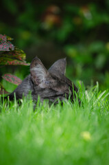 portrait of a cat
