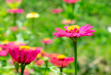 Two red zinnia flowers blooming fully among the blurred green grass.