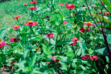 Naklejka premium The zinnia flowers blooming fully in the middle of the green leaves