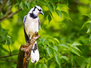 Blue Jay perched on a tree branch