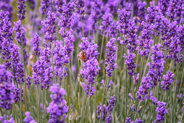 Naklejka premium Lavender flowers blooming in the field in the summer. Ontario, Canada