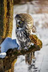 Great Grey Owl perching on a tree branch in winter,