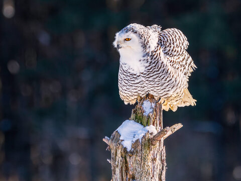 Snowy owl (Bubo scandiacus) perching on a rotten ftree stump on a cold winter morning against dark foliage background.
