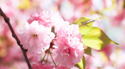 pink cherry blossom in spring